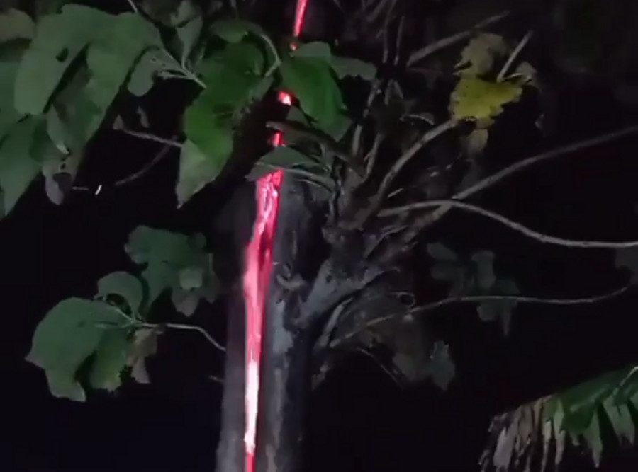 Heboh Pohon Jati di Kuningan: Bagian Dalamnya Ada Api Membara - kumparan.com