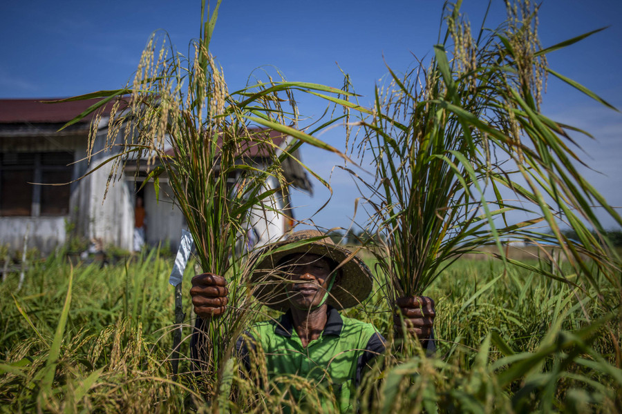 Tekan Defisit Produk Pertanian, Ekspor RI Diminta Tak Fokus di Kelapa Sawit - kumparan.com