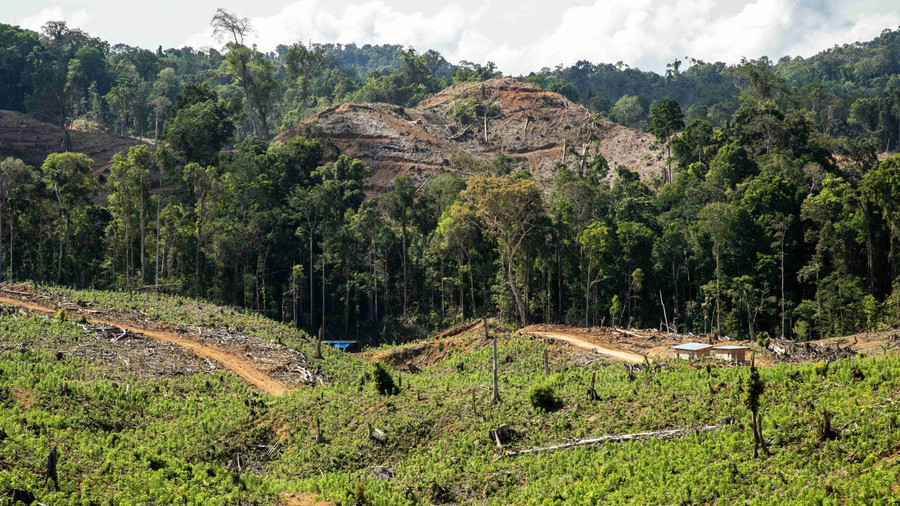 Ratusan Hektare Hutan di Gorontalo Utara Hilang Dibabat Perusahaan Wood Pellet - kumparan.com