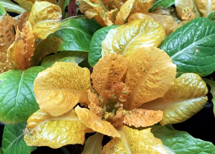 Peneliti Berhasil Ciptakan Selada Emas, 30 Kali Lebih Banyak Provitamin A - kumparan.com