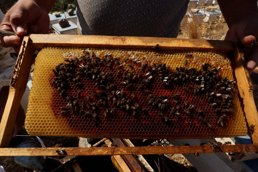 Foto: Perubahan Iklim Ancam Peternak Lebah Madu di Tunisia - kumparan.com