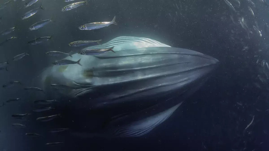 Berkat AI, Peneliti Pecahkan Misteri Suara Erangan Aneh di Palung Mariana - kumparan.com