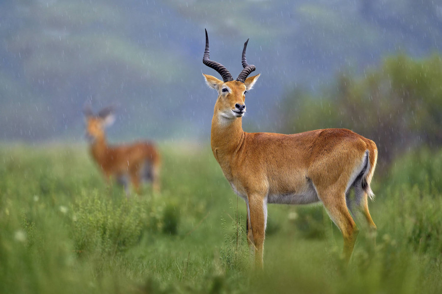 7 Satwa Madiun Umbul Square Dijual Oknum, Rp 100 Juta untuk 2 Antelop - kumparan.com