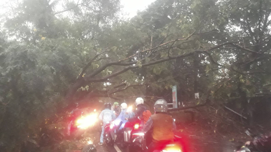 Banjir Jakarta: 7 RT Sempat Tergenang, Pohon Tumbang Timpa Mobil