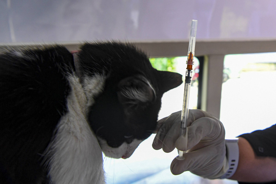 Foto: Suntik Vaksin Anabul di Hari Rabies Sedunia - kumparan.com