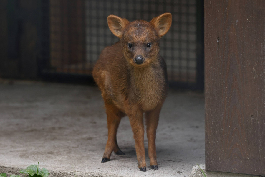 Foto: Rusa Spesies Terkecil Kedua Dunia Lahir di Polandia - kumparan.com