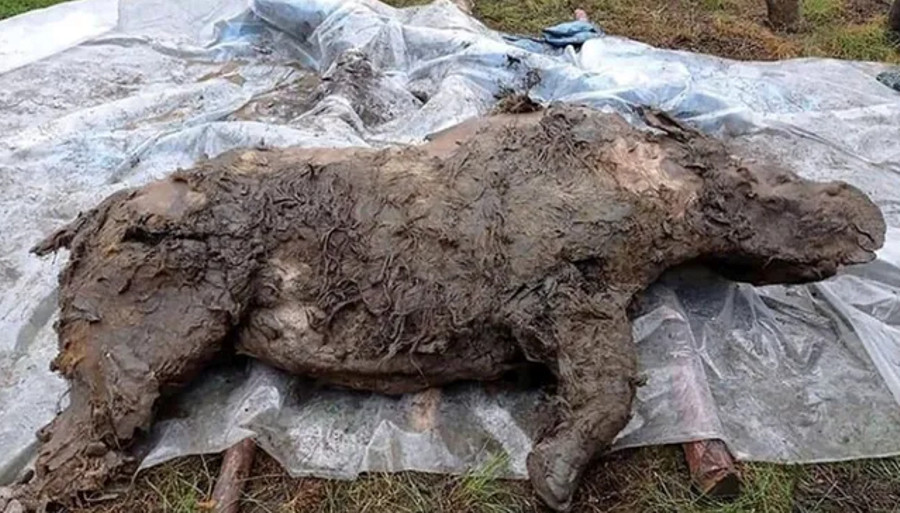 Mumi Badak Berbulu Purba Berusia 32.000 Tahun Ditemukan di Siberia