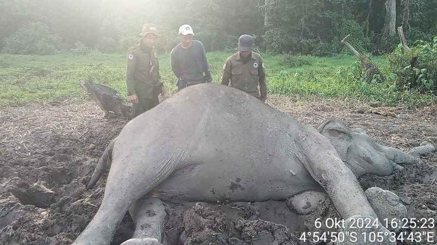 Gajah Liar Ditemukan Mati di Taman Nasional Way Kambas Lampung Timur - kumparan.com