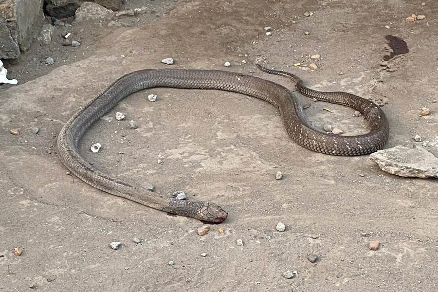 Warga Sleman Temukan Ular King Cobra Sepanjang 2,5 Meter, Damkar Turun Tangan - kumparan.com