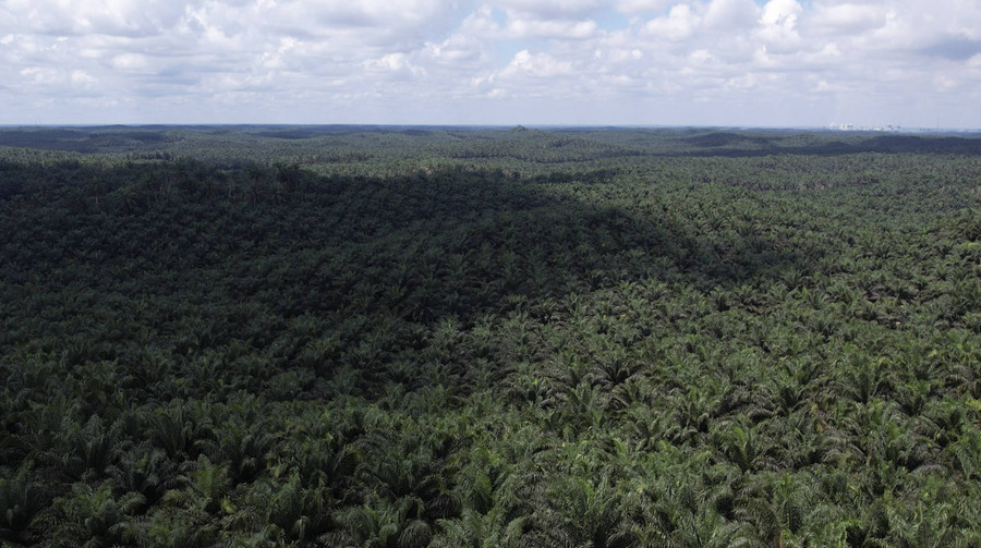 INDEF Usul Program Transmigrasi Jangan Hanya Fokus Sektor Pertanian - kumparan.com