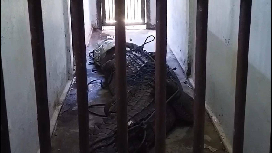 Buaya Sepanjang 5 Meter di Maluku \'Dibui\' di Kantor Polisi - kumparan.com