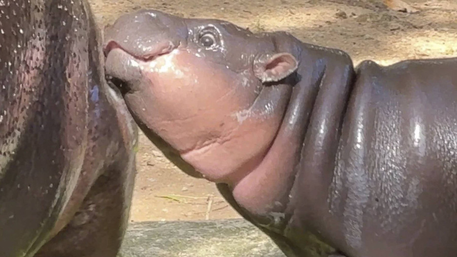 Baru Berusia Tiga Bulan, Berat Moo Deng Nambah 10 Kg Lebih - kumparan.com