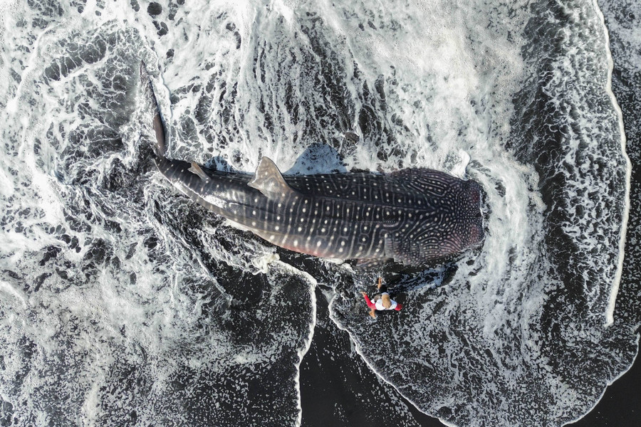 Foto: Hiu Tutul Sepanjang 7 Meter Terdampar dan Mati di Pantai Drajit Lumajang - kumparan.com