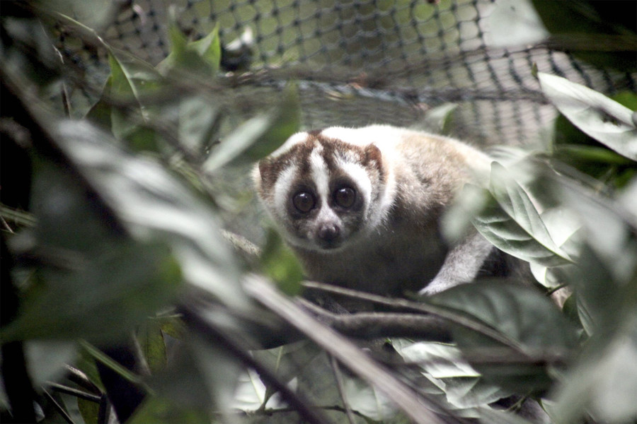 Foto: 10 Ekor Kukang Jawa Pulang ke \'Rumahnya\' - kumparan.com