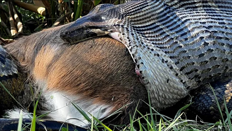 Ngeri! Ini Foto Ular Piton Burma Lahap Rusa Utuh di Florida - kumparan.com