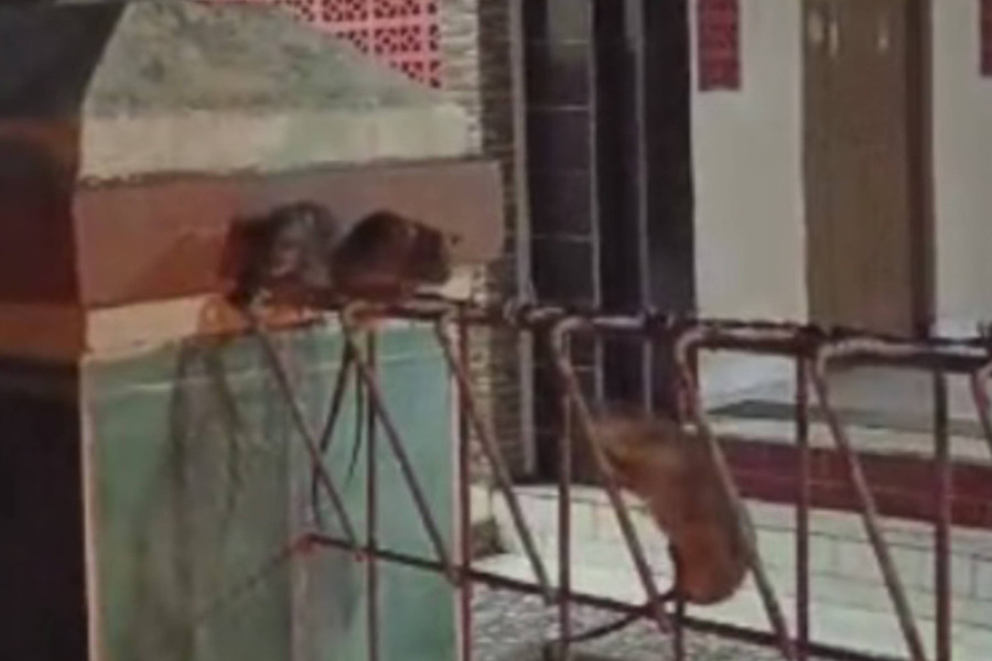 Geger Ratusan Tikus Serbu Permukiman Warga di Karawang - kumparan.com