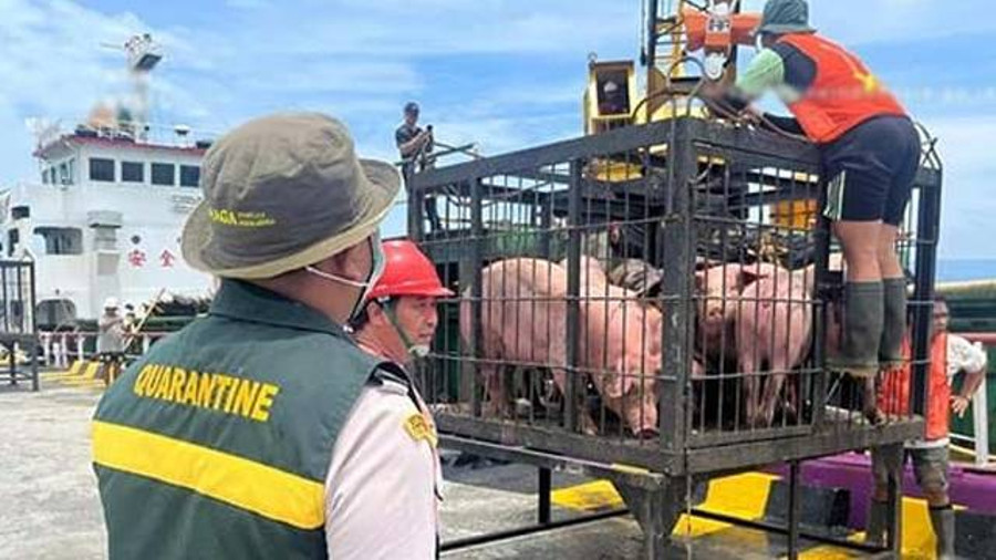 Babi dari Bali Masuk Lagi ke Sulut, Barantin Pastikan Aman dari Penyakit - kumparan.com