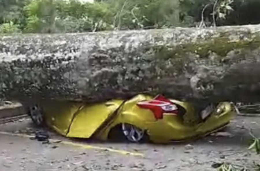 DKPP Bandung Minta Warga Lapor bila Temukan Pohon Lapuk yang Berpotensi Tumbang - kumparan.com