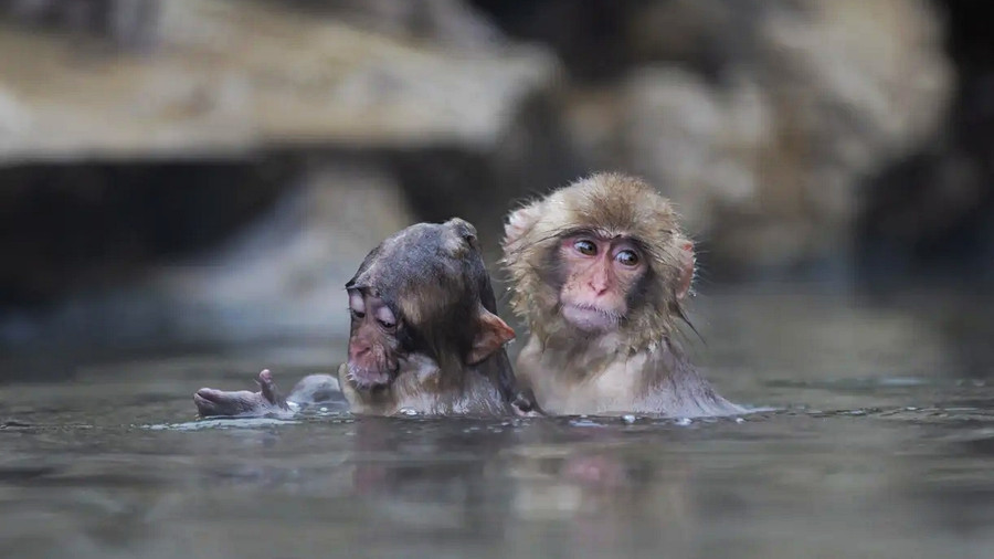 Ilmuwan Sukses Kembalikan Penglihatan Monyet Pakai Sel Punca Manusia - kumparan.com