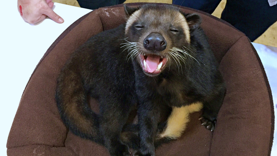 Musang Nyelonong Masuk ke Rumah Warga Depok, Damkar Dipanggil - kumparan.com