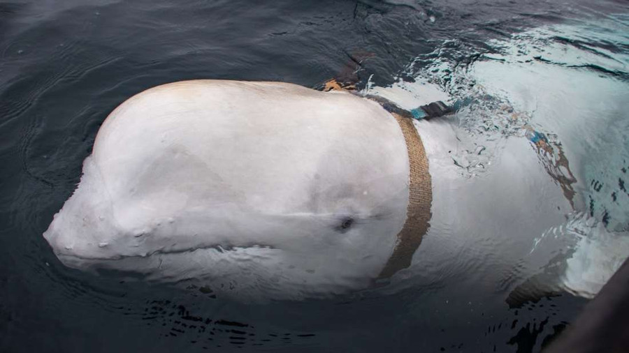 Paus Beluga Hvaldimir yang Diduga Mata-mata Rusia Ditemukan Mati - kumparan.com