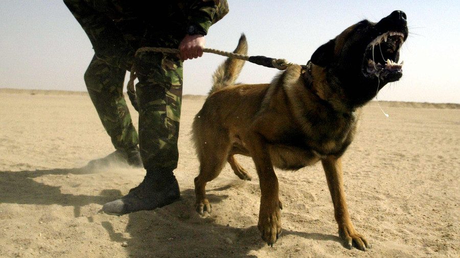 Mediasi Gagal, Kasus Anjing Gigit Tetangga di Semarang Dalam Penyelidikan Polisi - kumparan.com