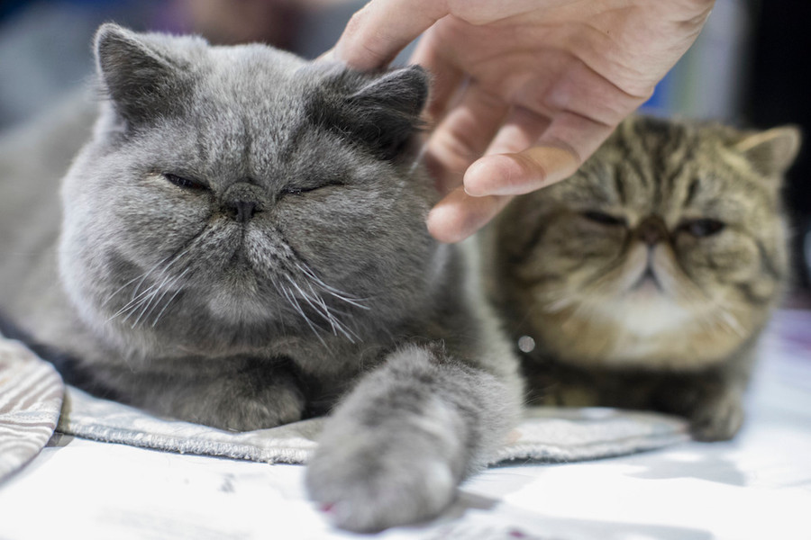 Kucing Persia di Malang Ikut Mati Misterius, Pemilik Sedih: Ini Pembantaian