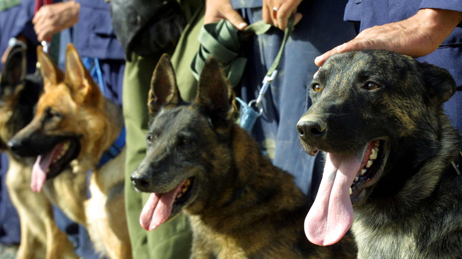 Wanita di Semarang Digigit Anjing Herder Tetangganya: Alami Luka 12 Jahitan - kumparan.com