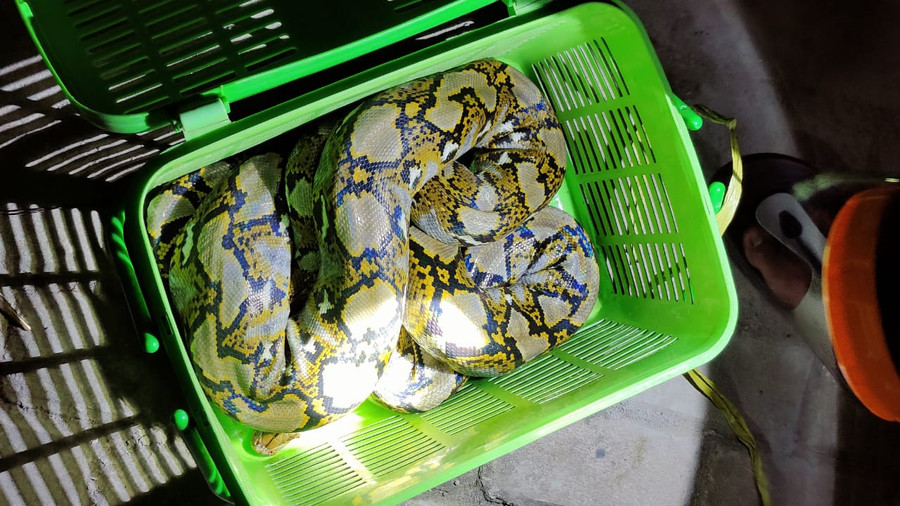 Nenek 64 Tahun di Thailand Dililit Ular Piton Selama 2 Jam, Akhirnya Selamat - kumparan.com