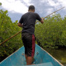 Hutan Mangrove