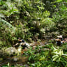Hutan Batang Toru
