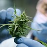 Kontroversi Ganja Medis