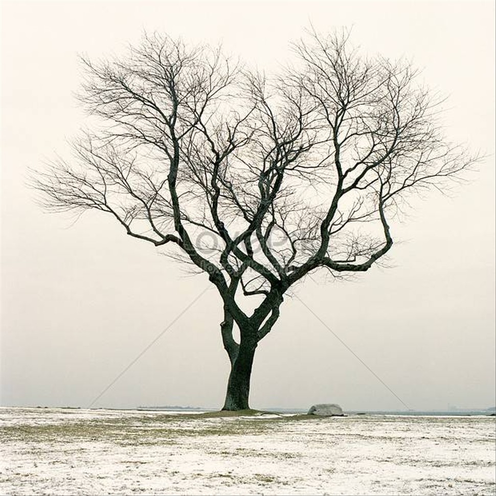lovepik-snowy-dry-tree-picture_501508447.jpg