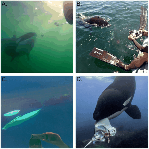  Journal of Comparative Psychology/Steve Hathaway/Lucía Corral/Jared R. Towers/Brian Skerry