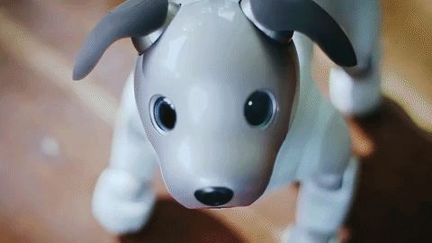 robot anjing aibo