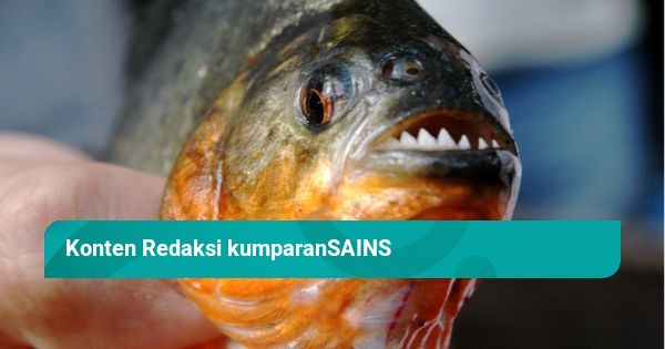 Korban Ikan Piranha
