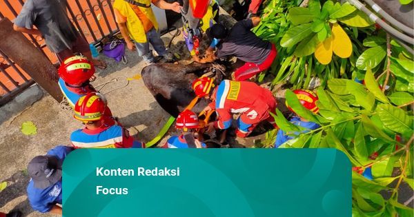 Konten YouTube: Sapi Kurban Core, Kecebur Septic Tank, Nyemplung Gorong-gorong