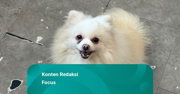 Konten IG: Ramai Kasus Pelecehan Anjing di Pet Cafe