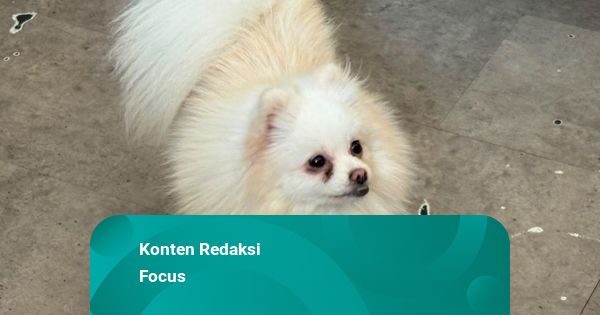 Konten YouTube: Pengunjung yang Lecehkan Anjing Sissy Pernah Lakukan Hal Serupa