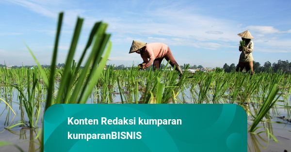 BPS Bicara Produksi Padi RI Naik, Harga Beras Turun, sampai Risiko Gagal Panen