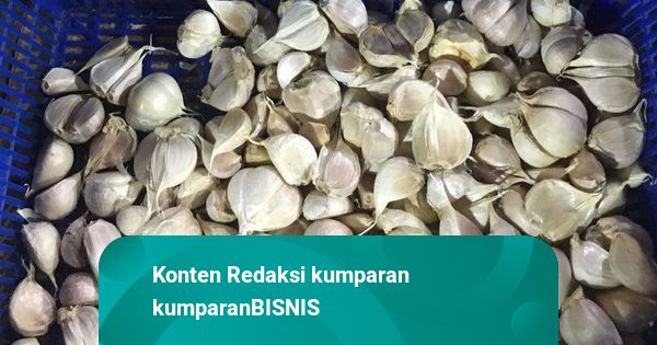 Kementan Target Swasembada Bawang Putih, Siapkan Anggaran Rp 400 M