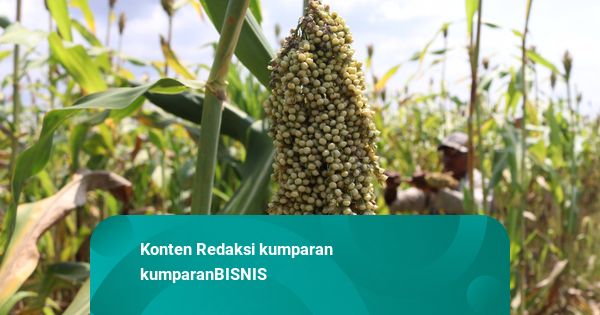 Prabowo Dorong Hilirisasi Sagu hingga Sorgum secara Masif