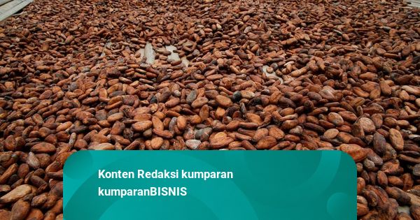 Pasokan Melimpah Bikin Harga Referensi Biji Kakao Oktober 2025 Turun