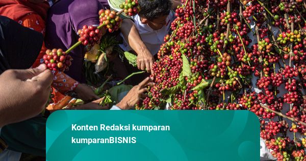 Harga Kopi Robusta Melonjak, Catat Rekor Tertinggi dalam 17 Tahun