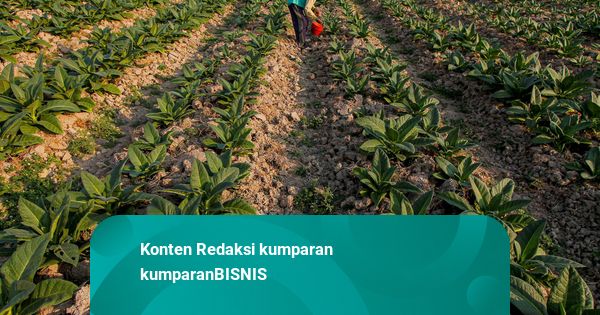 Pasok Tembakau-Kakao, Jatim Catat Nilai Dagang hingga Rp 4 T dari Singapura