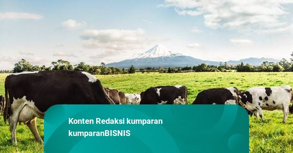 Djarum Bangun Peternakan Sapi Perah di Brebes, Produksi 180.000 Ton Susu/Tahun