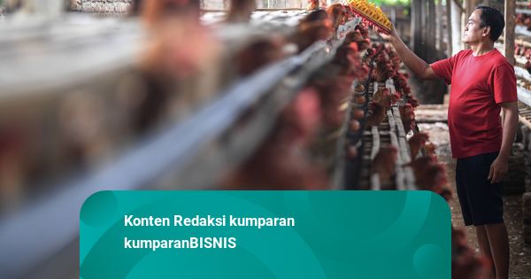 Pemerintah Mau Bangun Peternakan Ayam, Guru Besar IPB Sebut Luar Jawa Potensial
