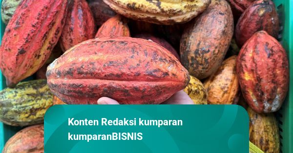 Sulawesi dan Lampung Jadi Lumbung Kakao Terbanyak di Indonesia