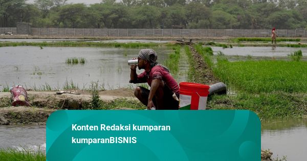 India Buka Tender Impor Pupuk Jelang Musim Tanam Monsun
