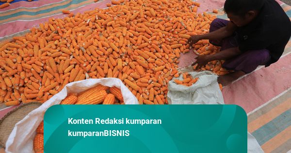 Bulog Diminta Siapkan Gudang, Tampung Kemungkinan Meningkatnya Produksi Jagung